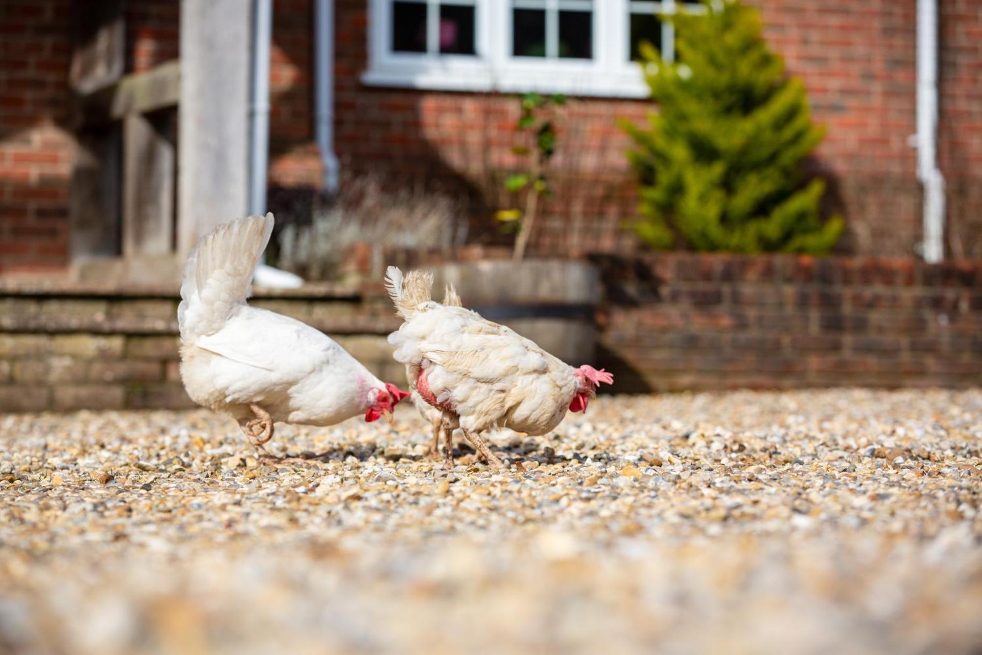 Langford Farmhouse - New Forest National Park Luxury 4Bd, Hot Tub, Cinema, 10 Acres Bartley Exterior photo
